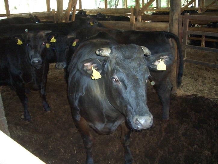 畜産農家で飼育されている牛の写真