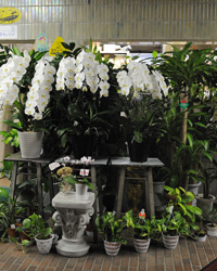 画像：オーダーが入れば、鉢物の胡蝶蘭や観葉植物もすぐに届けてくれる