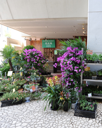 画像：花と緑にあふれた店舗は表参道駅のすぐ近く