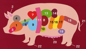 豚の内臓部位図